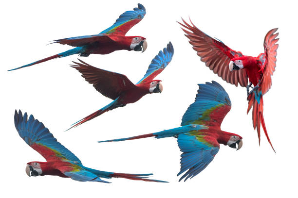 rote und grüne ara ich fliegen - papagei stock-fotos und bilder