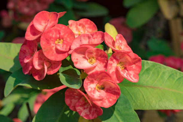 istock Flowers, Vientiane, Laos 922719130