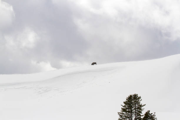 istock Lone bison on snowy hillside in Yellowstone National Park 922720042