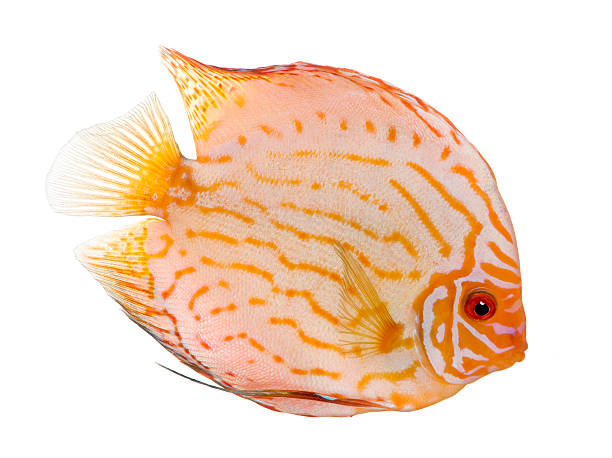 istock Pigeon Blood Discus (fish) - Symphysodon aequifasciatus 92272008