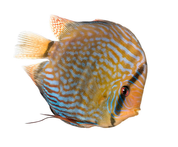 Red Turquoise Discus (fish) - Symphysodon aequifasciatus  symphysodon aequifasciatus stock pictures, royalty-free photos & images