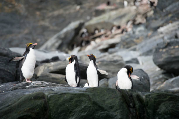 istock Rockhopper Penguins walking uphill 922720388