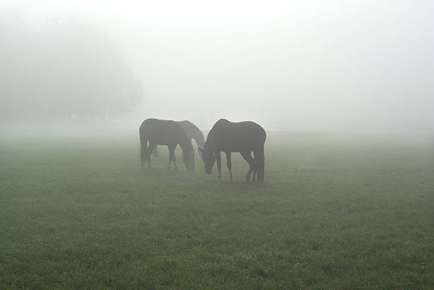 istock Horses on a misty morning. 92272041