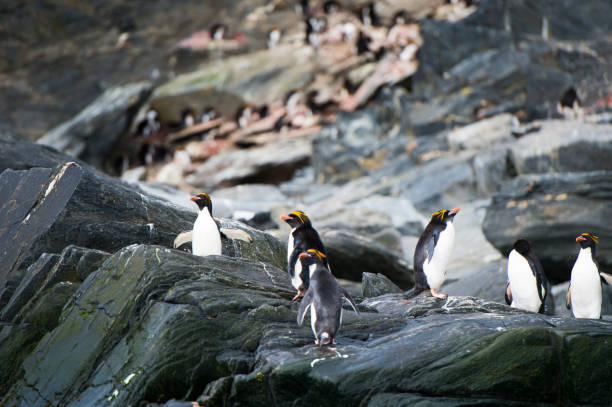 istock Rockhopper on rock, Antarctica 922720426