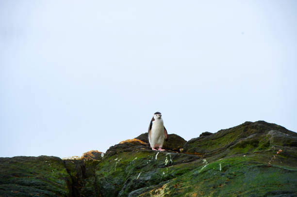 chinstrap пингвинов полумесяца острова, антарктида - half moon island horizontal penguin animal стоковые фото и изображения
