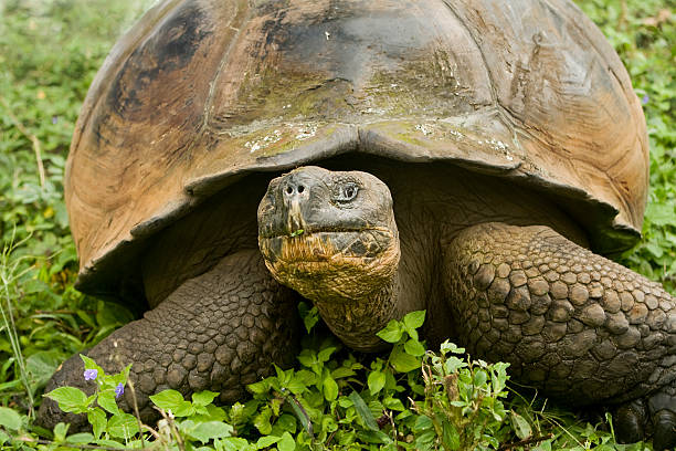istock Giant Galapagos Tortoise, Geochelone elephantopus 92272111