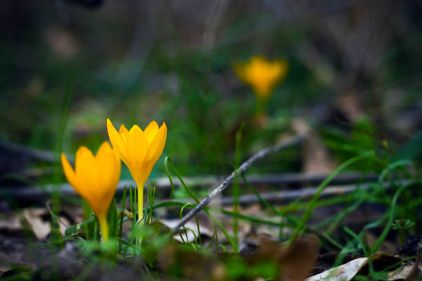 봄 정원에서 노란 크 로커 스 - crocus flower saffron yellow 뉴스 사진 이미지