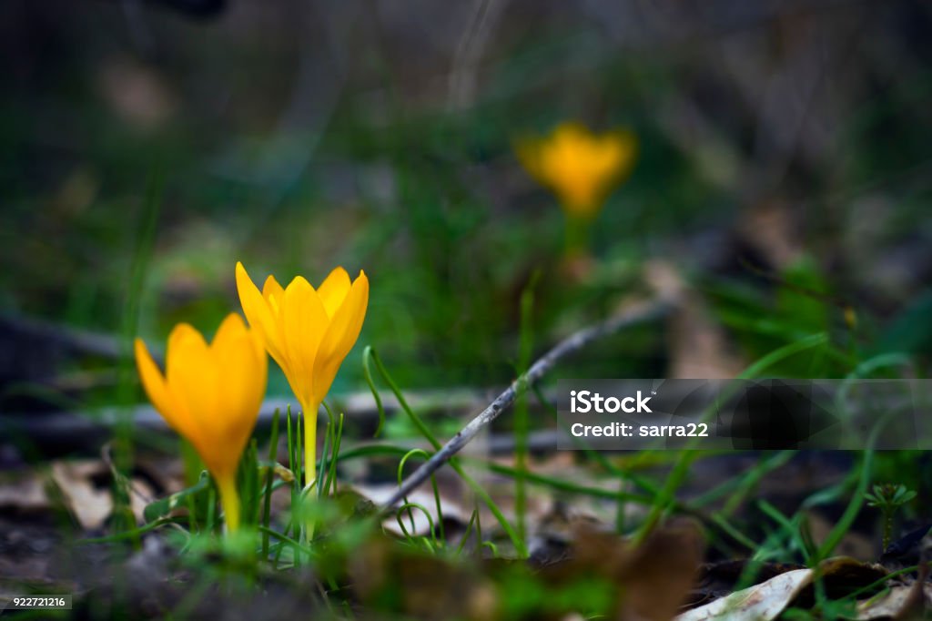 Yellow crocuses in spring garden One of the first flowers to herald in spring, this little crocus delights us with its brilliant yellow blooms Springtime Stock Photo