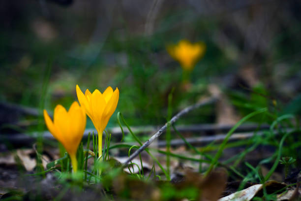 Yellow crocuses in spring garden One of the first flowers to herald in spring, this little crocus delights us with its brilliant yellow blooms vernal utah stock pictures, royalty-free photos & images