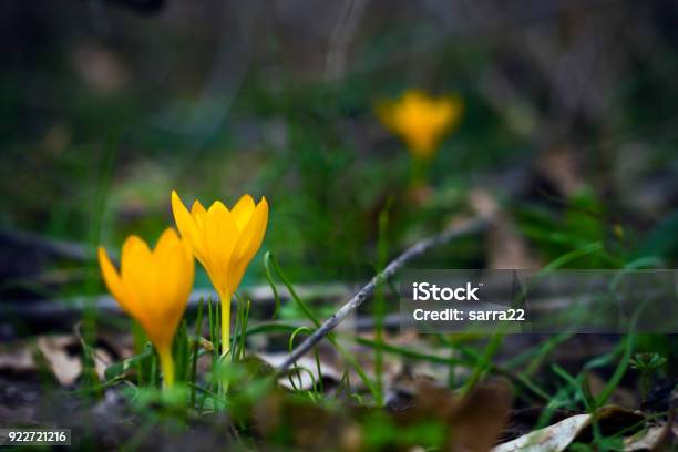 Yellow Crocuses In Spring Garden Stock Photo - Download Image Now - Springtime, Bud, Bulgaria