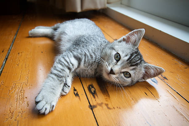 Attractive grey kitten stock photo