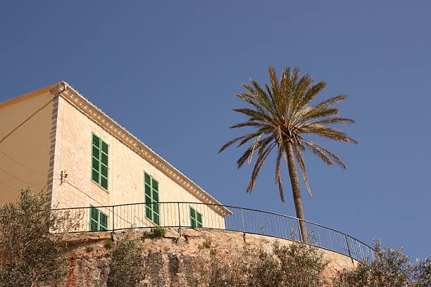 Palms of Palma de Mallorca in sunset