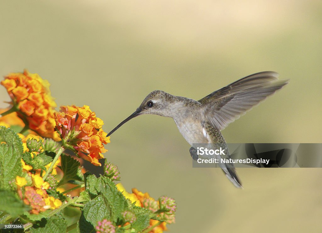 Colibrì - Foto stock royalty-free di Animale selvatico