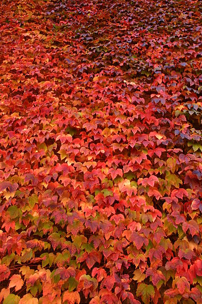 Wall of red ivy in autumn  oxford michigan photos stock pictures, royalty-free photos & images