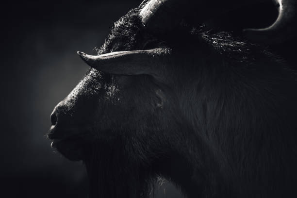 Portrait of a white and black Sahelian ram (African male sheep), photo