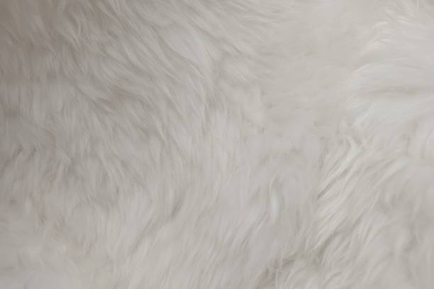 istock Detail of White Fluffy Wool Texture Background 922723988
