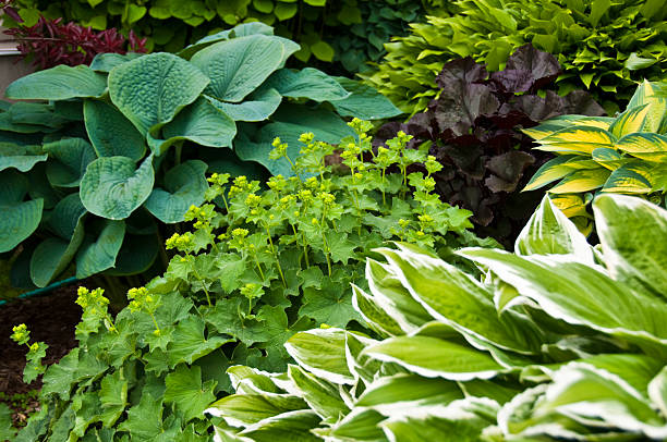 Beautiful garden with hostas and perennial plants  hosta photos stock pictures, royalty-free photos & images