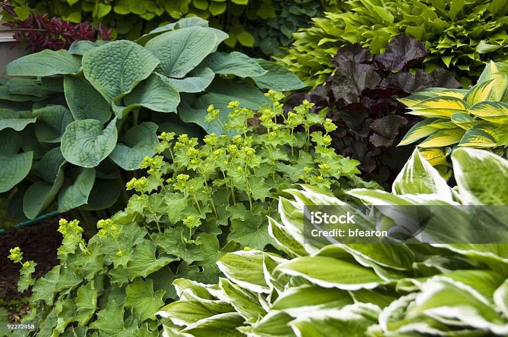 Beautiful garden with hostas and perennial plants - Royaltyfri Funkiasläktet Bildbanksbilder