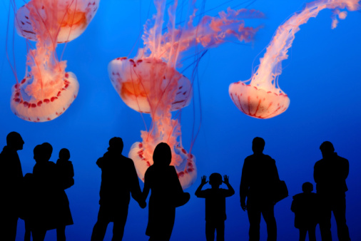 People observing jellyfish in the aquarium