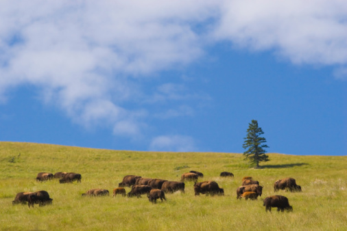 Buffalo, sierra nacional de Bison photo