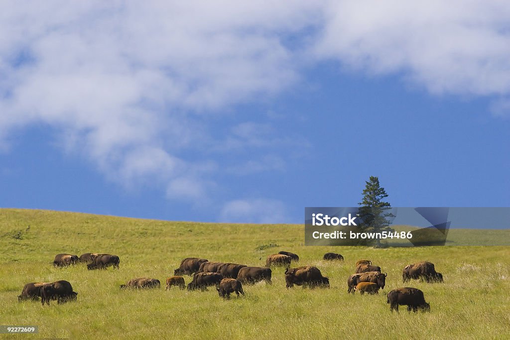 A field of buffalo at the National Bison Range in Montana Photo of a buffalo herd, National Bison Range, Montana National Bison Range Stock Photo