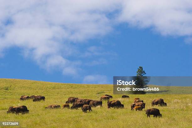 A Field Of Buffalo At The National Bison Range In Montana Stock Photo - Download Image Now