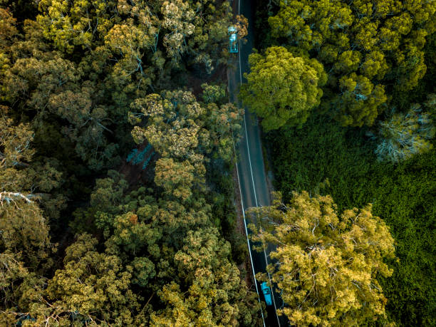 istock Aerial view on the forest in Australia 922726976
