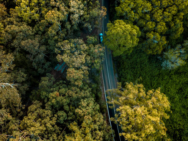 istock Aerial view on the forest in Australia 922726992