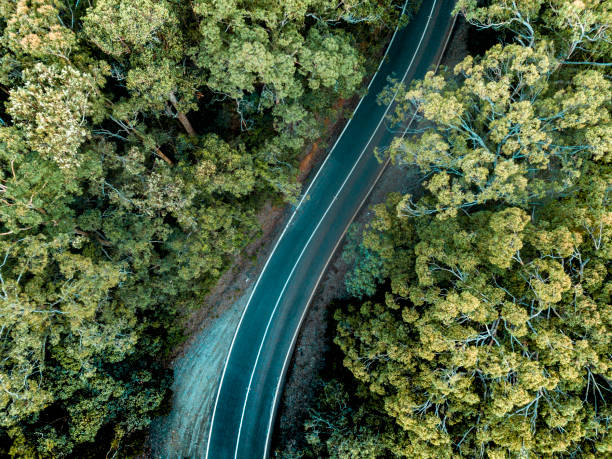 istock Aerial view on the forest in Australia 922727000