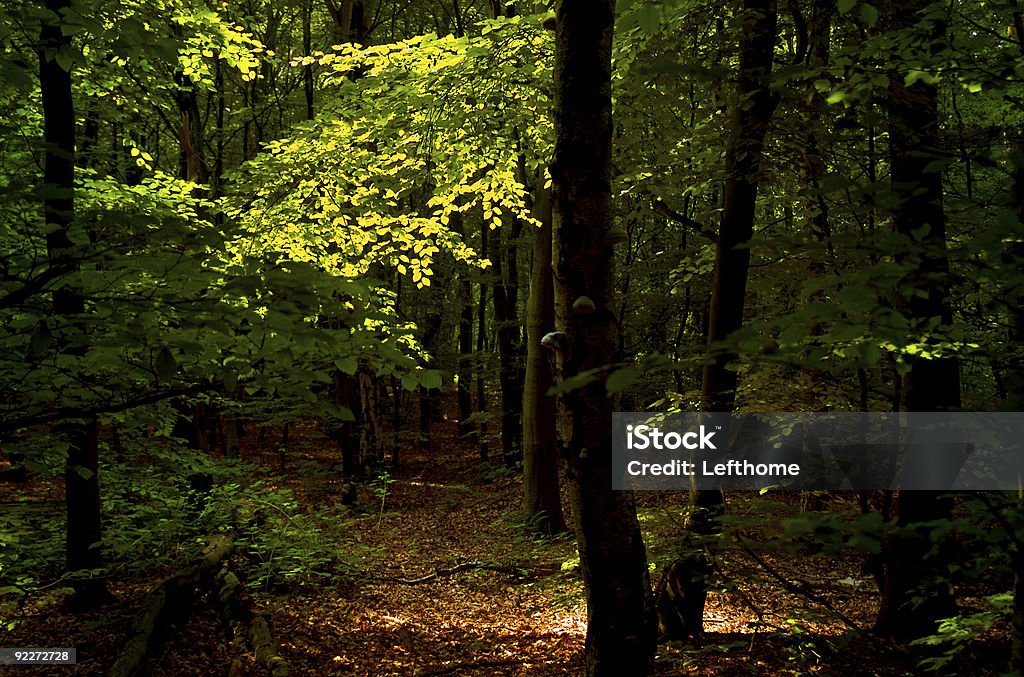 Светлый Пестрый ковер глубоких Лес - Стоковые фото Без людей роялти-фри