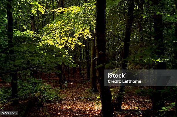 Светлый Пестрый Ковер Глубоких Лес — стоковые фотографии и другие картинки Без людей - Без людей, Горизонтальный, Дерево