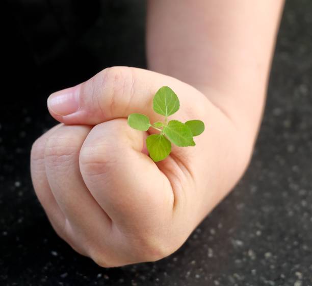 istock Hand Protecting A Green Small Young Plant 922727676