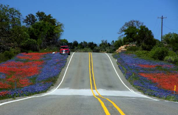 pennello lungo la strada e bluebonnet - indian paintbrush foto e immagini stock