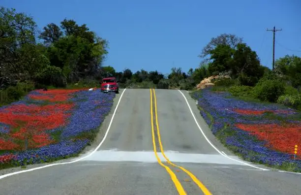 Texas wildflowers alongside Highway 16