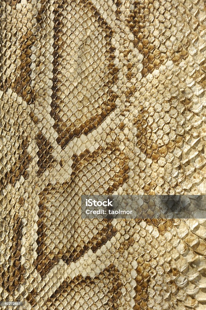 Textura de pele de cobra - Foto de stock de Pele de Cobra royalty-free