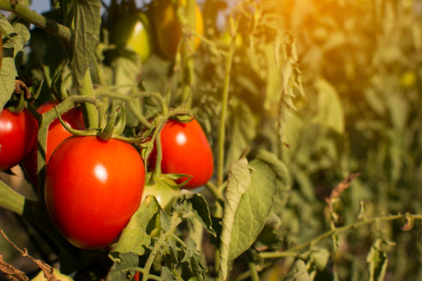 istock Group of red tomatoes on plant in garden 922729046