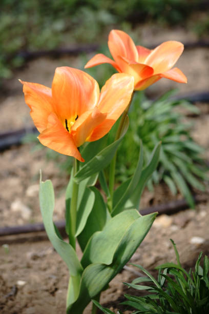 istock Orange tulip sweetheart 922730136