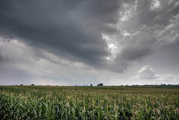 nuvens de tempestade de campo de milho (hdr - storm corn rain field - fotografias e filmes do acervo