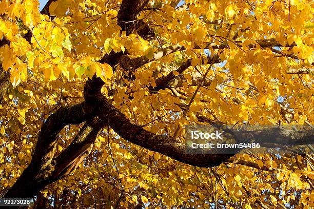 秋の色ブラックの Elm 別名コルク Elm - ニレ属のストックフォトや画像を多数ご用意 - ニレ属, シルエット, 葉