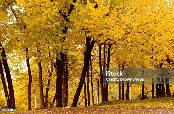 가을맞이 백색과 코르크 느릅 Grove1 0명에 대한 스톡 사진 및 기타 이미지 - 0명, 가을, 갈색