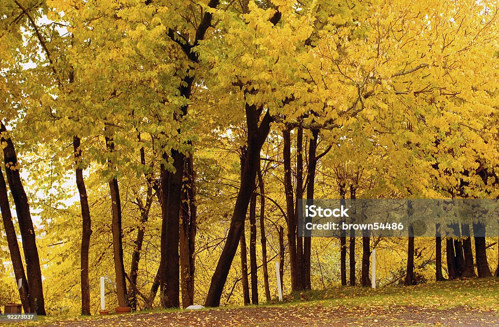 Outono cores, Cork Elm Grove1 - Foto de stock de Amarelo royalty-free