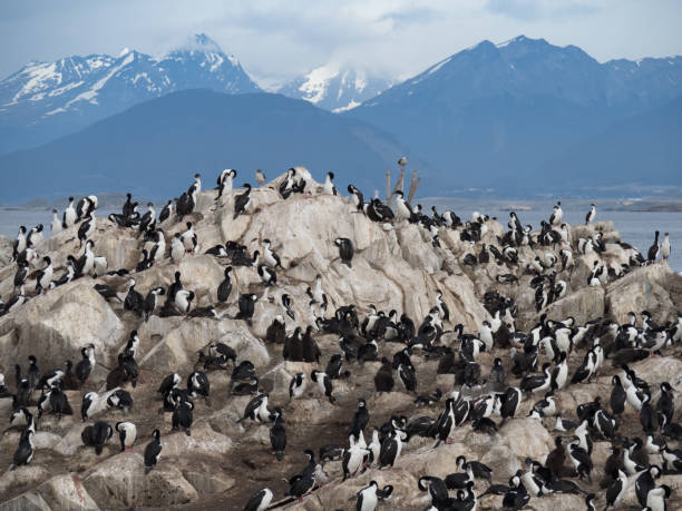 A Colony of Blue Eyed Cormorants, Blue Eyed Shags or Imperial Shags A large group of blue eyed cormorants or imperial shags preening and grooming themselves. Downy chicks and kelp gulls are present.  Rugged snowy mountains and cloudy skies are in the background. kelp gull stock pictures, royalty-free photos & images
