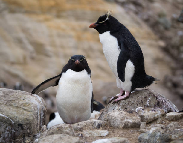 istock Rockhopper Penguin Climbing Rocks While Another Looks On 922730740