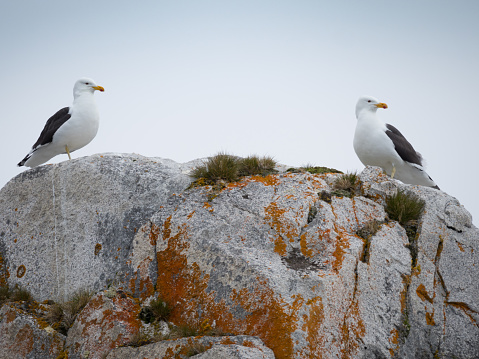 A pair of kelp gulls standing on top of a light and medium gray stone formation. Orange or rust colored lichen, moss and grass are on the rock. Overcast sky is above.