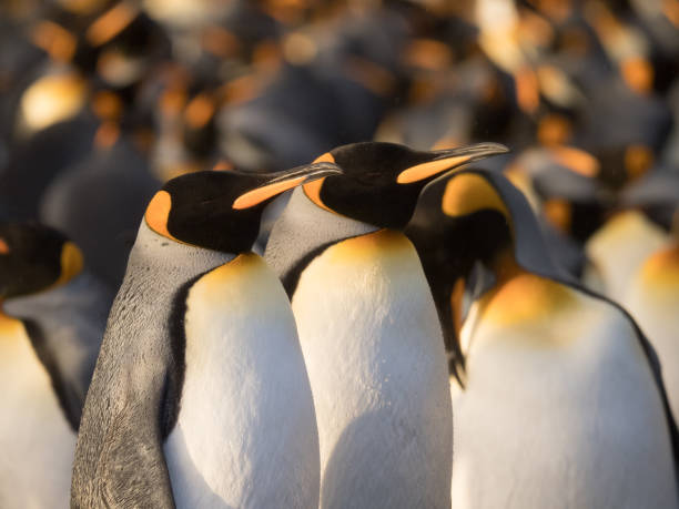 istock Close Up of King Penguins Standing Side by Side 922730856