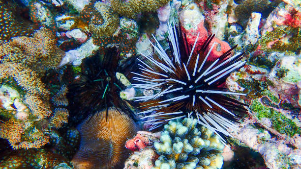 istock Beautiful coral reef in underwater 922731046