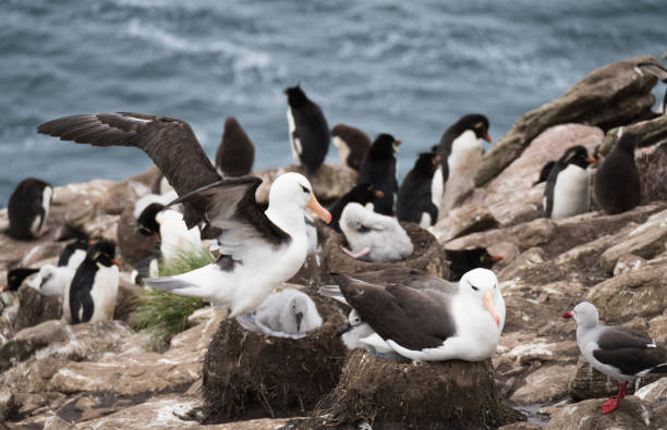 istock Black Browed Albatross on Chicks in the Nest 922731204