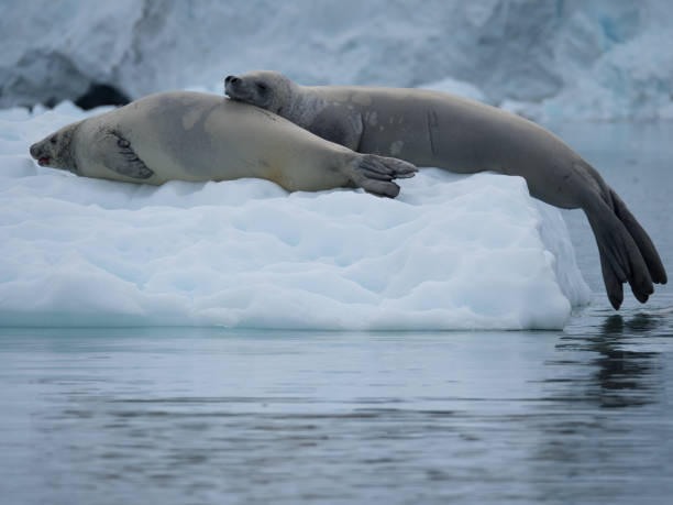 istock Two Crabeater Seals Resting on an Iceberg 922731242