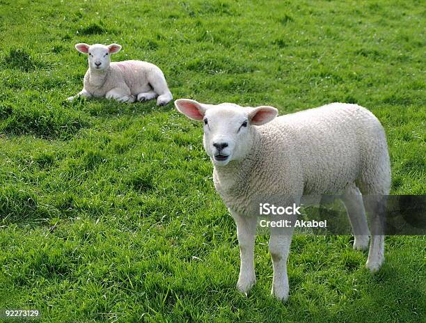 Lambs Stockfoto und mehr Bilder von Niedlich - Niedlich, Agrarbetrieb, Biologie