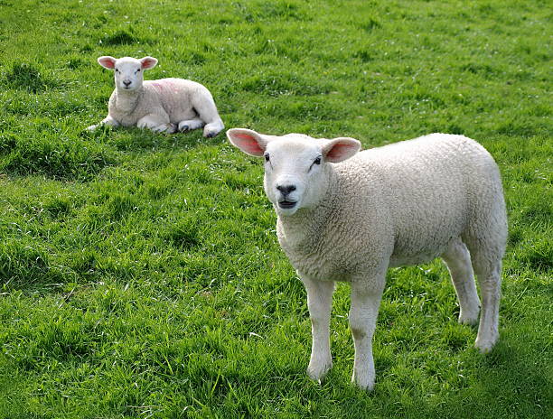 lambs - livestock rural scene newborn animal ewe fotografías e imágenes de stock
